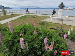 13:38 hs. Lupinos en el Paseo Costero