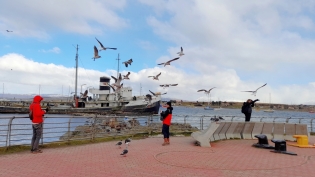 15:38 hs. las gaviotas del paseo costero