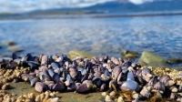 Se levantó la veda de moluscos bivalvos en Bahía Brown y Punta Paraná
