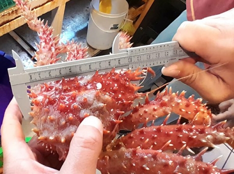 Decomisan 27 piezas de centolla en un restaurante de Ushuaia por pesca ilegal