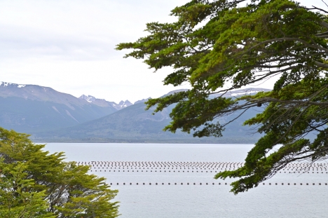 Veda Total de Moluscos en la Provincia por Marea Roja: Alerta Sanitaria